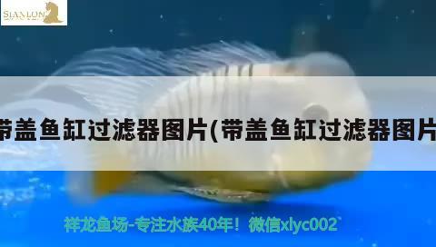 帶蓋魚缸過濾器圖片(帶蓋魚缸過濾器圖片) 高背金龍魚