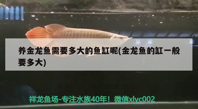 養(yǎng)金龍魚需要多大的魚缸呢(金龍魚的缸一般要多大)