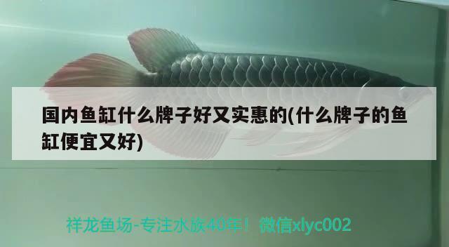 國內(nèi)魚缸什么牌子好又實惠的(什么牌子的魚缸便宜又好) 黑白雙星