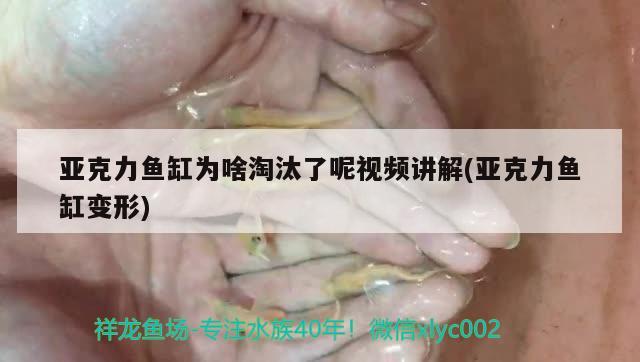 亞克力魚缸為啥淘汰了呢視頻講解(亞克力魚缸變形)