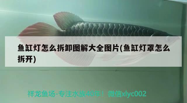 魚缸燈怎么拆卸圖解大全圖片(魚缸燈罩怎么拆開) 白子金龍魚