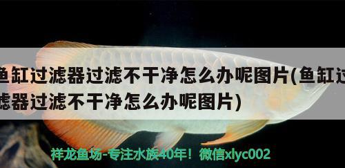 魚(yú)缸過(guò)濾器過(guò)濾不干凈怎么辦呢圖片(魚(yú)缸過(guò)濾器過(guò)濾不干凈怎么辦呢圖片) 黑白雙星