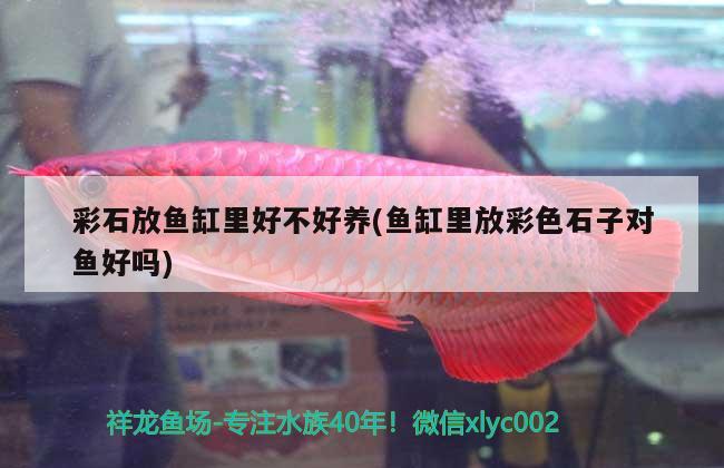 彩石放魚缸里好不好養(yǎng)(魚缸里放彩色石子對魚好嗎) 狗仔招財(cái)貓魚 第1張