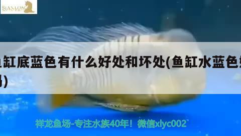 魚(yú)缸底藍(lán)色有什么好處和壞處(魚(yú)缸水藍(lán)色好嗎)