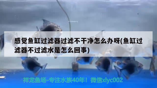 感覺魚缸過濾器過濾不干凈怎么辦呀(魚缸過濾器不過濾水是怎么回事) 豹紋夫魚苗