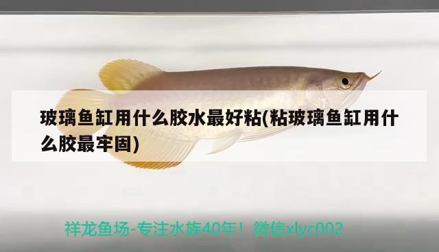 玻璃魚缸用什么膠水最好粘(粘玻璃魚缸用什么膠最牢固) 彩鰈魚缸（彩蝶魚缸）