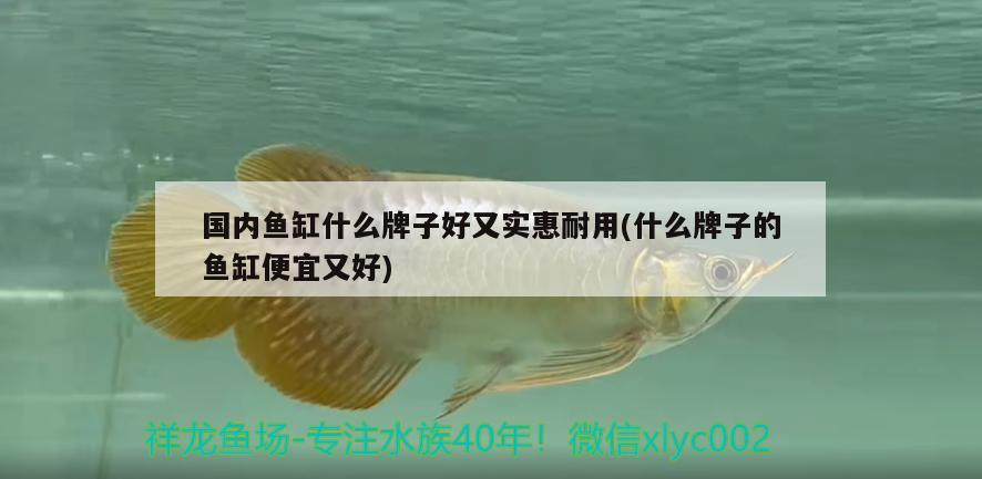 國內(nèi)魚缸什么牌子好又實(shí)惠耐用(什么牌子的魚缸便宜又好)