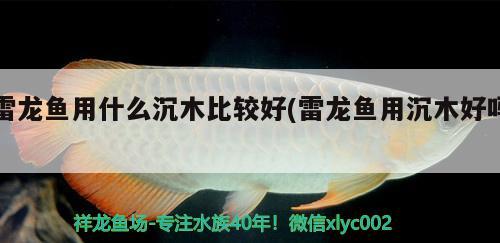 雷龍魚用什么沉木比較好(雷龍魚用沉木好嗎) 肥料