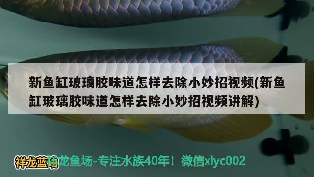 新魚缸玻璃膠味道怎樣去除小妙招視頻(新魚缸玻璃膠味道怎樣去除小妙招視頻講解) 其他益生菌