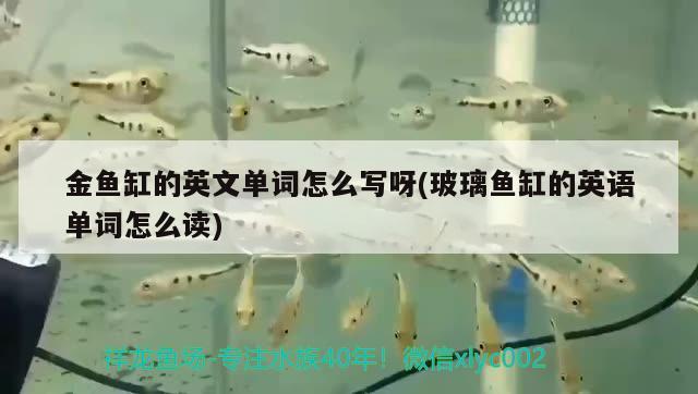 金魚缸的英文單詞怎么寫呀(玻璃魚缸的英語單詞怎么讀) 印尼虎苗