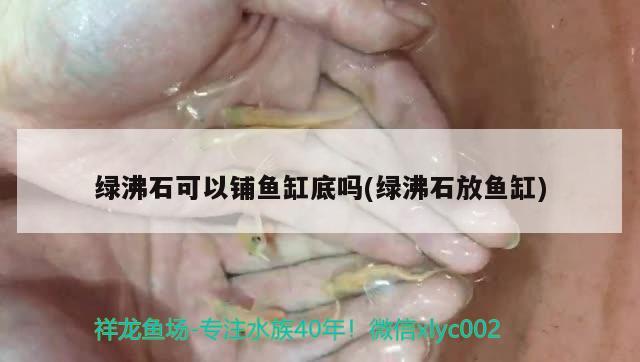 綠沸石可以鋪魚缸底嗎(綠沸石放魚缸)