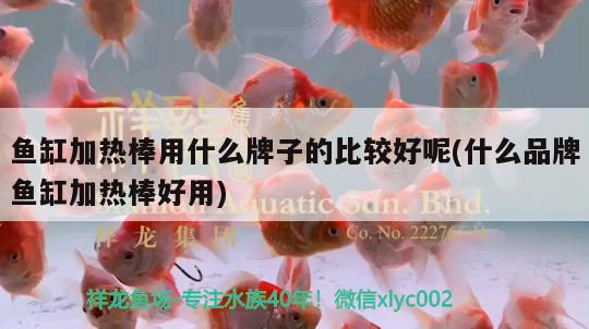 魚缸加熱棒用什么牌子的比較好呢(什么品牌魚缸加熱棒好用) 申古銀版魚