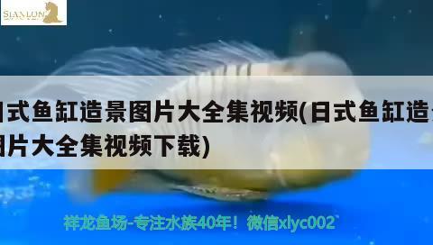 日式魚缸造景圖片大全集視頻(日式魚缸造景圖片大全集視頻下載)