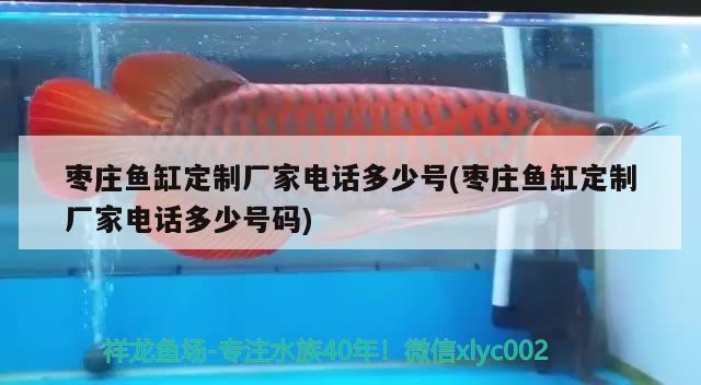 棗莊魚(yú)缸定制廠家電話(huà)多少號(hào)(棗莊魚(yú)缸定制廠家電話(huà)多少號(hào)碼) 金龍福龍魚(yú)