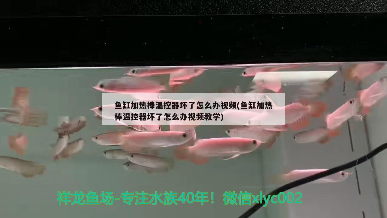 魚缸加熱棒溫控器壞了怎么辦視頻(魚缸加熱棒溫控器壞了怎么辦視頻教學) 狗仔（招財貓)魚苗