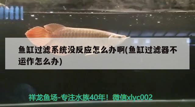 魚(yú)缸過(guò)濾系統(tǒng)沒(méi)反應(yīng)怎么辦啊(魚(yú)缸過(guò)濾器不運(yùn)作怎么辦) B級(jí)過(guò)背金龍魚(yú)