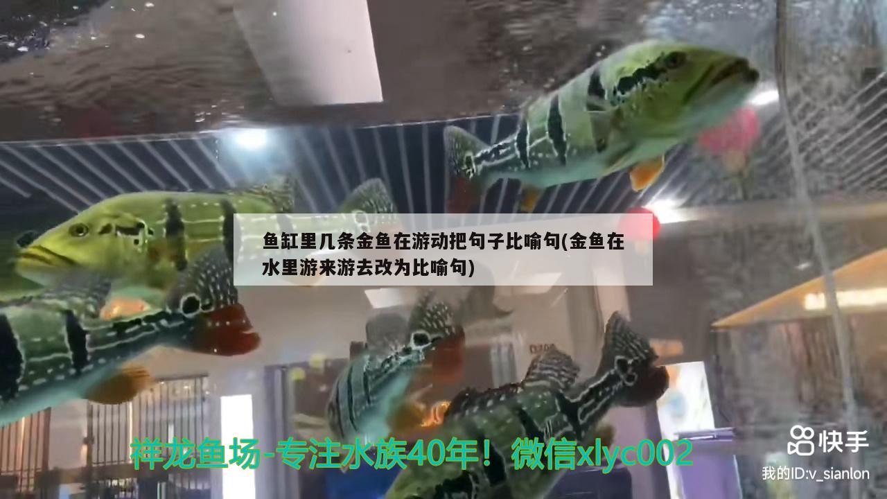 魚缸里幾條金魚在游動(dòng)把句子比喻句(金魚在水里游來游去改為比喻句) 魚糧魚藥