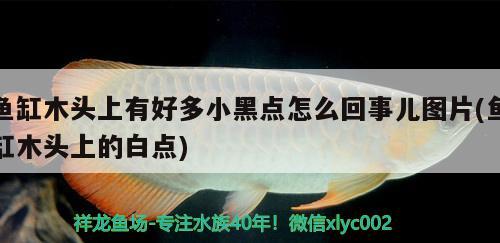 魚缸木頭上有好多小黑點怎么回事兒圖片(魚缸木頭上的白點)