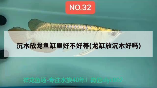 沉木放龍魚缸里好不好養(yǎng)(龍缸放沉木好嗎) 鸚鵡魚