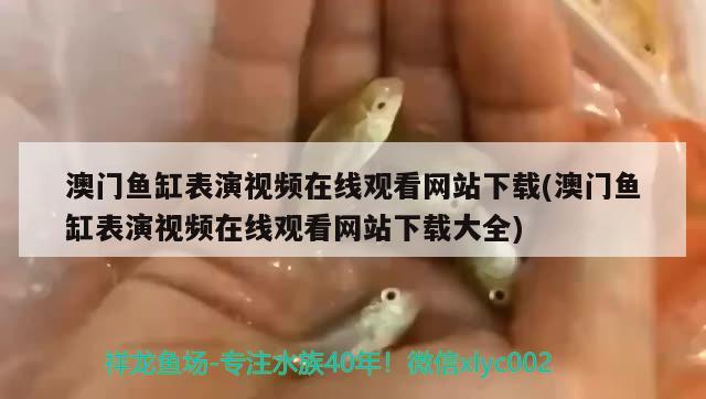 澳門魚缸表演視頻在線觀看網(wǎng)站下載(澳門魚缸表演視頻在線觀看網(wǎng)站下載大全) 招財戰(zhàn)船魚