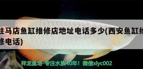 駐馬店魚(yú)缸維修店地址電話多少(西安魚(yú)缸維修電話) 一眉道人魚(yú)苗