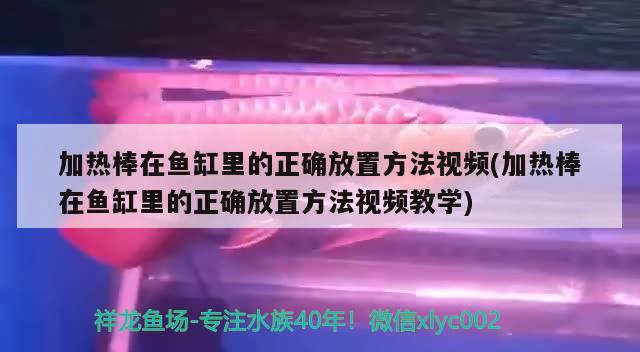 加熱棒在魚缸里的正確放置方法視頻(加熱棒在魚缸里的正確放置方法視頻教學(xué)) 狗頭魚