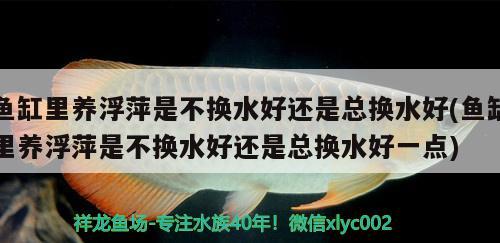 魚缸里養(yǎng)浮萍是不換水好還是總換水好(魚缸里養(yǎng)浮萍是不換水好還是總換水好一點) 黑帝王魟魚