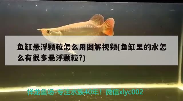 魚缸懸浮顆粒怎么用圖解視頻(魚缸里的水怎么有很多懸浮顆粒?) 蝴蝶鯉