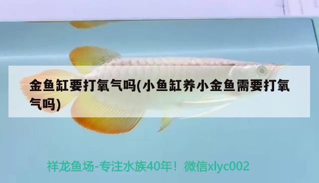 金魚缸要打氧氣嗎(小魚缸養(yǎng)小金魚需要打氧氣嗎)