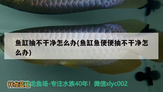 魚缸抽不干凈怎么辦(魚缸魚便便抽不干凈怎么辦) 紅眼黃化幽靈火箭魚|皇家火箭魚