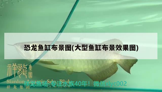 恐龍魚缸布景圖(大型魚缸布景效果圖)