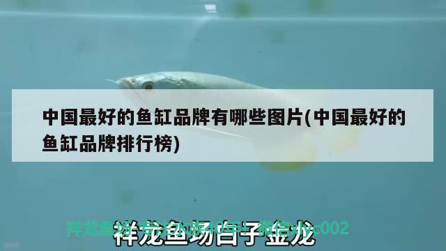 中國(guó)最好的魚缸品牌有哪些圖片(中國(guó)最好的魚缸品牌排行榜)