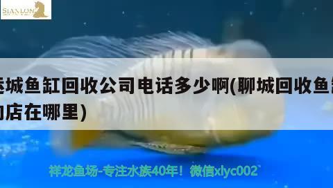 運(yùn)城魚缸回收公司電話多少啊(聊城回收魚缸的店在哪里)