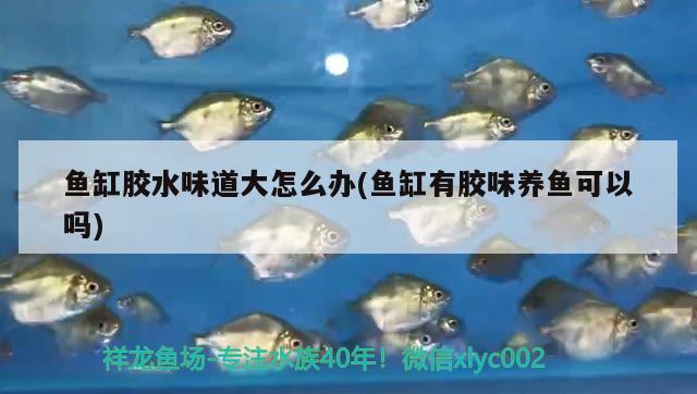 魚缸膠水味道大怎么辦(魚缸有膠味養(yǎng)魚可以嗎)