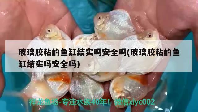 玻璃膠粘的魚缸結(jié)實嗎安全嗎(玻璃膠粘的魚缸結(jié)實嗎安全嗎) 紅勾銀版魚