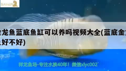 金龍魚藍(lán)底魚缸可以養(yǎng)嗎視頻大全(藍(lán)底金龍魚好不好)