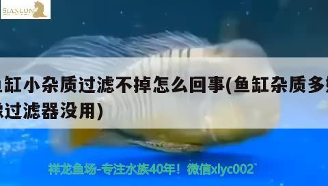 魚(yú)缸小雜質(zhì)過(guò)濾不掉怎么回事(魚(yú)缸雜質(zhì)多好像過(guò)濾器沒(méi)用)