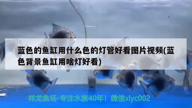 藍(lán)色的魚缸用什么色的燈管好看圖片視頻(藍(lán)色背景魚缸用啥燈好看)