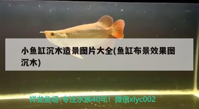 小魚缸沉木造景圖片大全(魚缸布景效果圖沉木) 泰國雪鯽魚