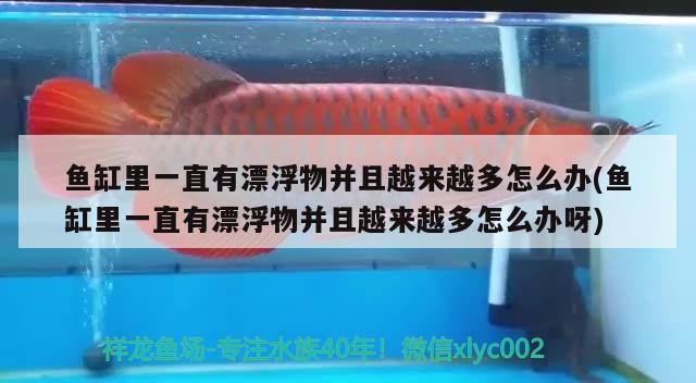 魚缸里一直有漂浮物并且越來越多怎么辦(魚缸里一直有漂浮物并且越來越多怎么辦呀)