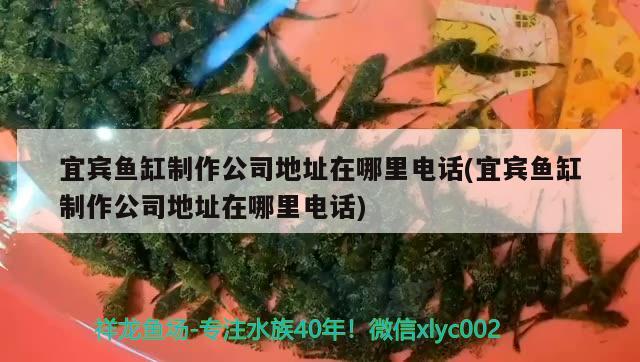 宜賓魚缸制作公司地址在哪里電話(宜賓魚缸制作公司地址在哪里電話)