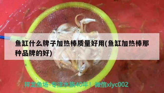 魚缸什么牌子加熱棒質(zhì)量好用(魚缸加熱棒那種品牌的好) 泰龐海鰱魚