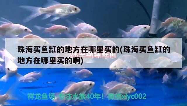 珠海買魚缸的地方在哪里買的(珠海買魚缸的地方在哪里買的啊) 蝴蝶鯉魚苗