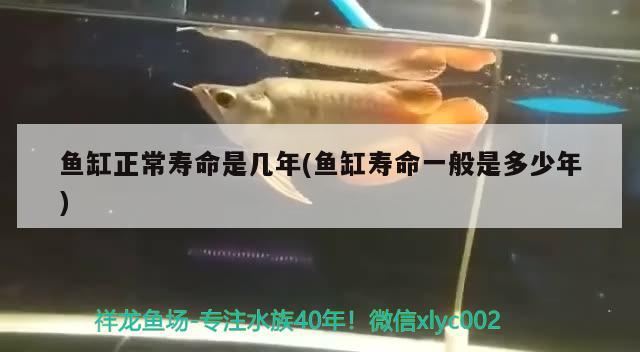 魚缸正常壽命是幾年(魚缸壽命一般是多少年)