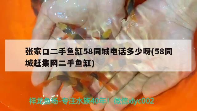 張家口二手魚缸58同城電話多少呀(58同城趕集網(wǎng)二手魚缸) 球鯊魚