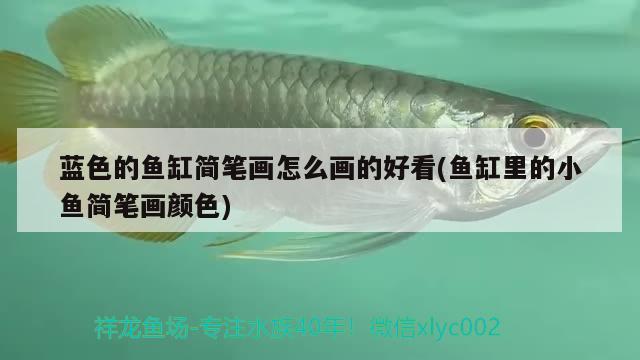 藍(lán)色的魚缸簡(jiǎn)筆畫怎么畫的好看(魚缸里的小魚簡(jiǎn)筆畫顏色) 夢(mèng)幻雷龍魚