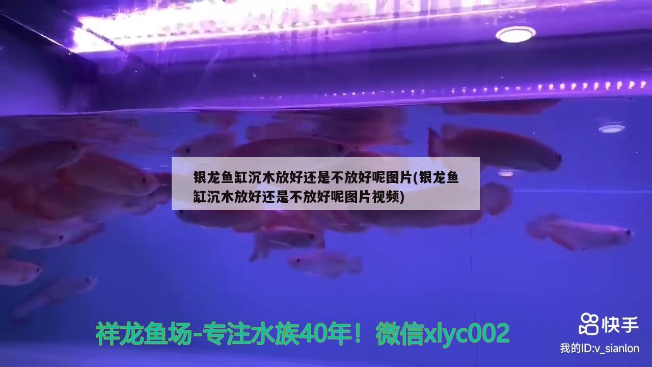 銀龍魚缸沉木放好還是不放好呢圖片(銀龍魚缸沉木放好還是不放好呢圖片視頻) 銀龍魚