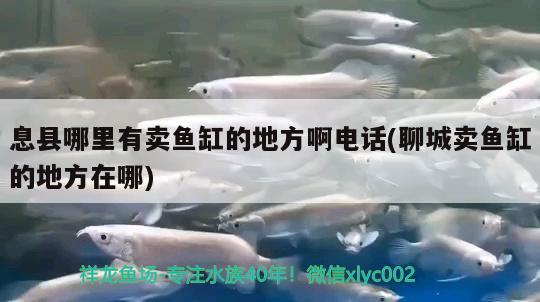 息縣哪里有賣魚缸的地方啊電話(聊城賣魚缸的地方在哪) 女王大帆魚苗