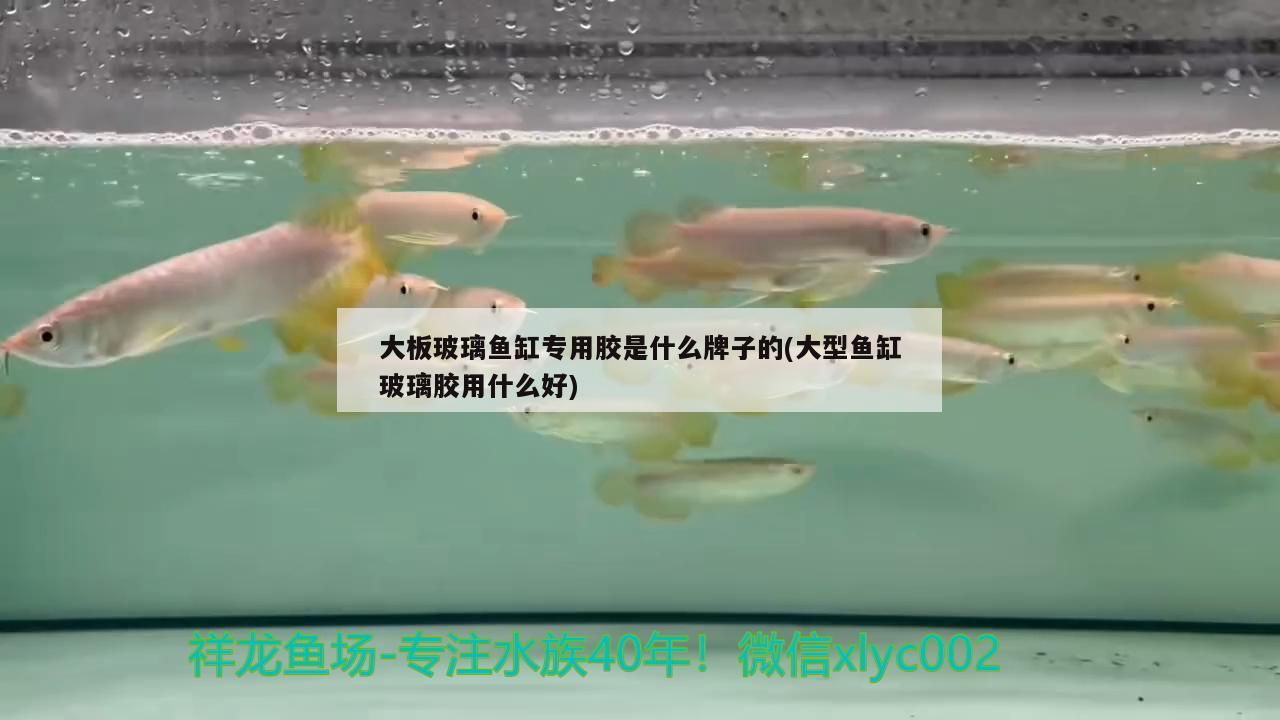 大板玻璃魚缸專用膠是什么牌子的(大型魚缸玻璃膠用什么好)