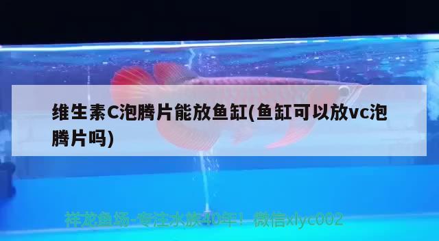 維生素C泡騰片能放魚缸(魚缸可以放vc泡騰片嗎)